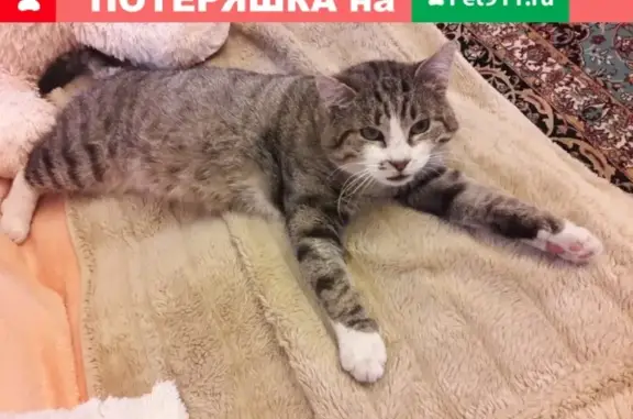 Кошки потеряшки, Тамбов, фото: Потеряшка кошка Жорка в Тамбове, Северный посёлок