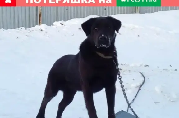 Пропала собака Джек в Варламово, Самарская область