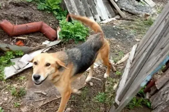 Найдена истощенная рыжая собака в Валуйках