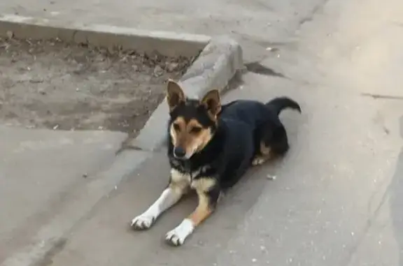 Собака-потеряшка найдена в Москве, Северное Тушино (ул. Свободы, 42)