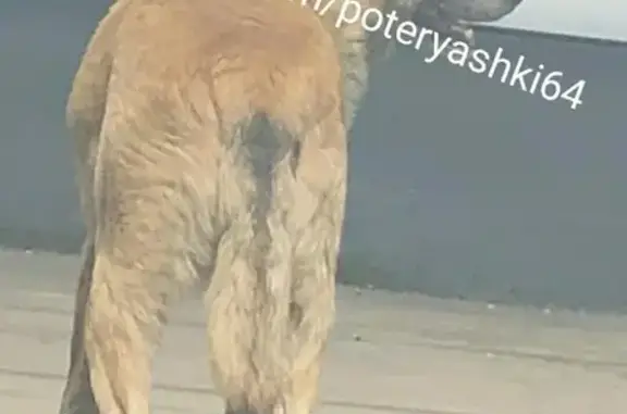 Найдена собака в Саратове на Чернышевского, р-н Заводской.