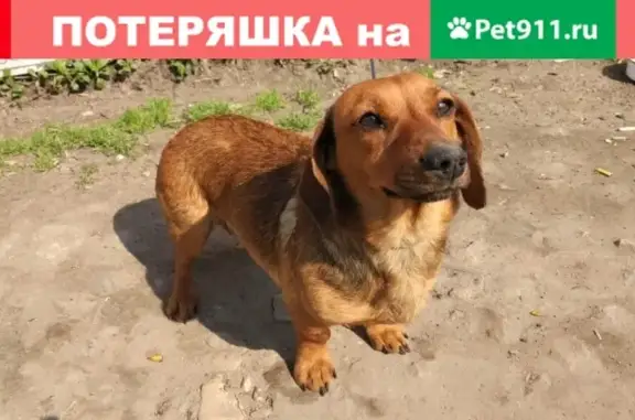 Найдена собака на ул. Гагарина, ищем хозяев