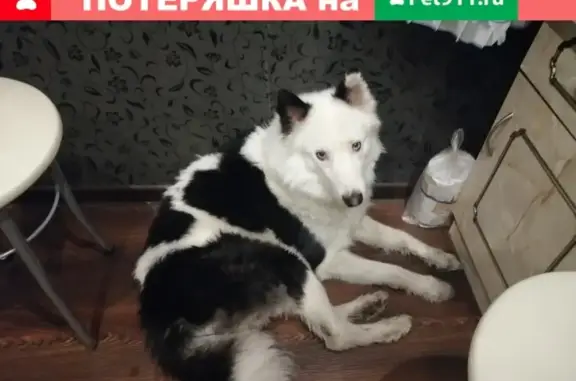 Найдена собака на ул. Баумана, Мурманск