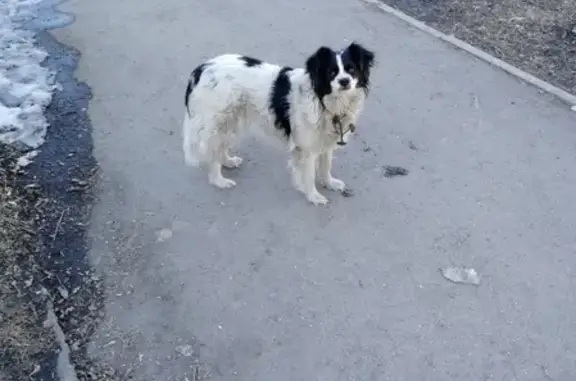 Найдена домашняя собака в Магнитогорске