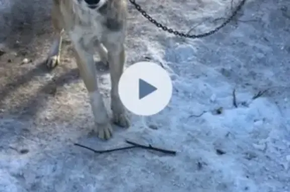 Пропала собака Сайгон в Учалах, Бурансов, Лазурная.