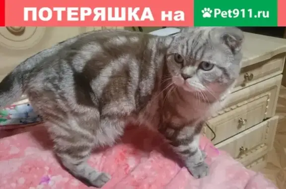 Пропала кошка на улице Космонавтов, 2 (Шотландская порода, 3 года, кастрирован, без когтей)