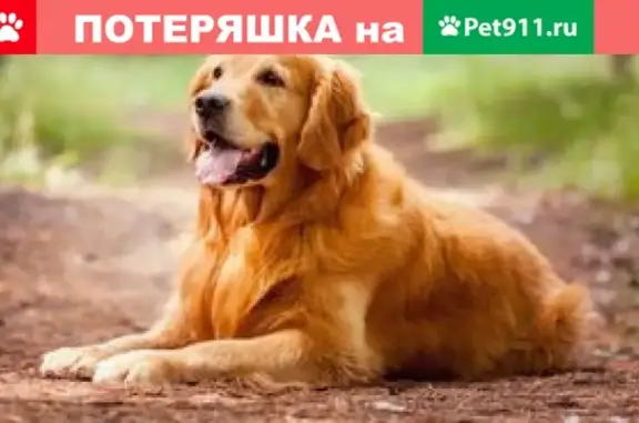 Пропала собака Бадди в Тасеево, Забайкальский край