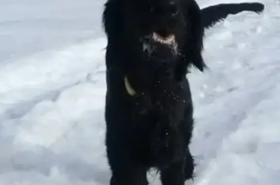 Пропала черная собака в Миассе