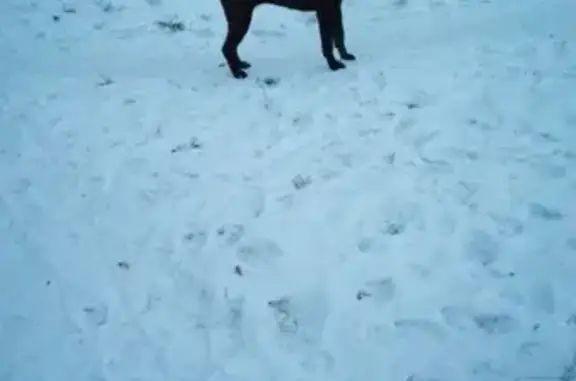 Пропала собака в Шелехове: чёрный шарпей.