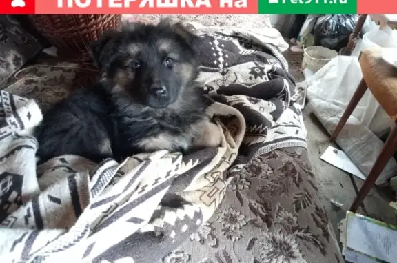 Найден щенок на Февральской улице в Угличе