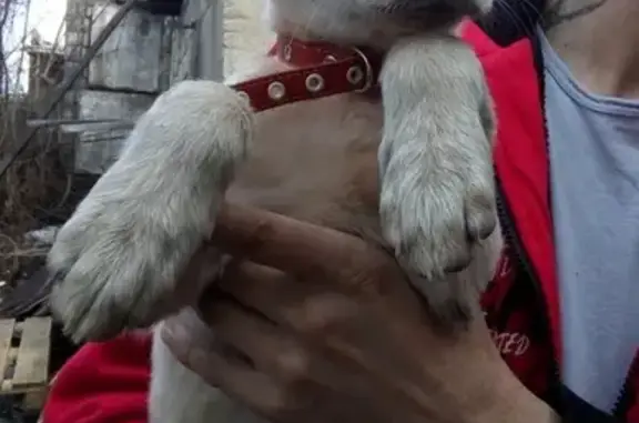 Найдена собака в Магнитогорске на Гортеатре