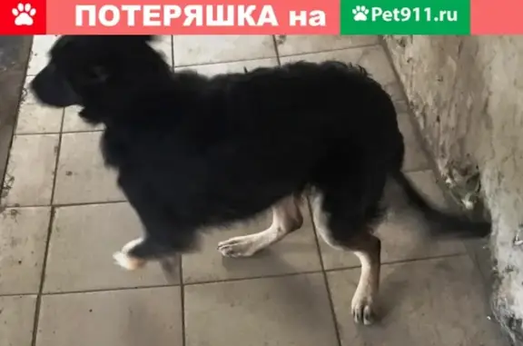 Найдена собака в Ржеве, ищем хозяина!