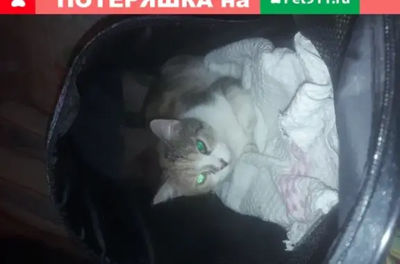 Найдена кошка в Невском лесопарке