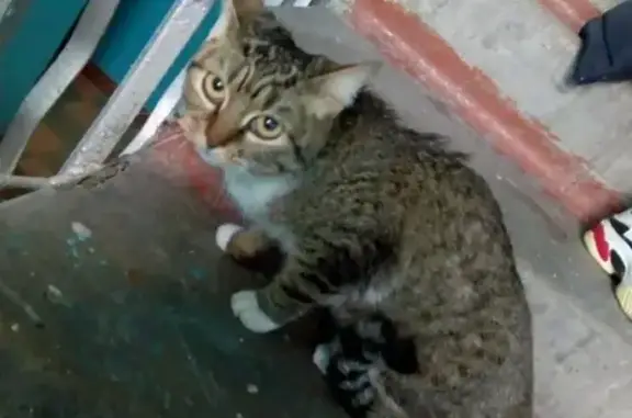 Найдена кошка на ул. Ленина 102, ищем хозяев