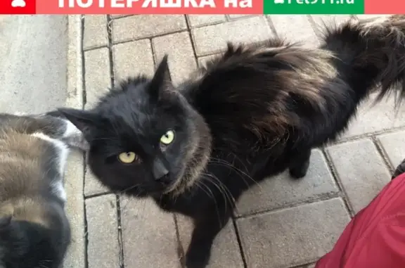 Найдена кошка на улице 40 лет Октября