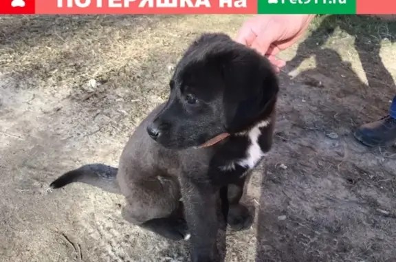 Найден щенок с ошейником в Ростелекоме, Ярославль