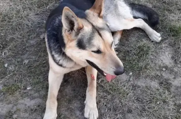 Найдена собака в районе Кремлевского парка