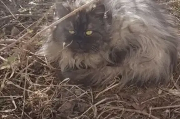 Найдена потерявшаяся кошка в центре города