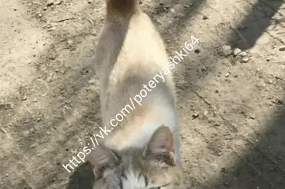 Потерянная кошка на улице Тархова в Солнечном, Саратов