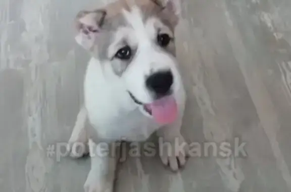 Пропала собака Марта в Новосибирске