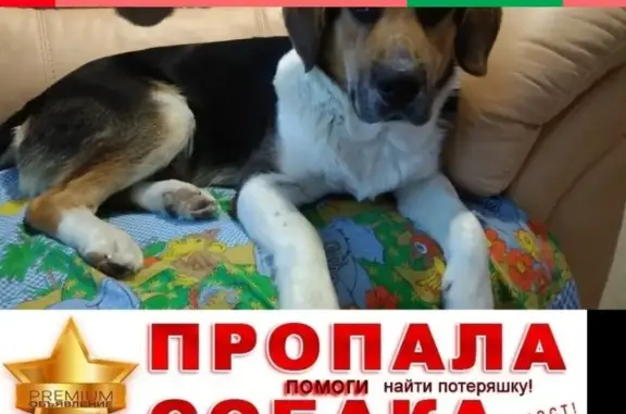 Собаки потеряшки, Тверь, фото: Потеряшка кобель МАКС, пос. МАМУЛИНО, зеленый ошейник