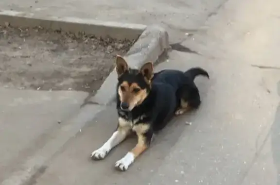 Собака-потеряшка в парке Трудовые резервы, Северное Тушино