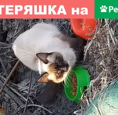 Кошка найдена на улице Дальневосточная, Екатеринбург