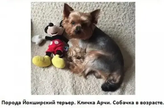 Собаки потеряшки, Москва, фото: Потеряшка собака на улице Пришвина, 21