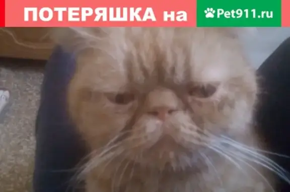 Найден кот на Ярославском шоссе, ищем хозяев в СВАО Москвы