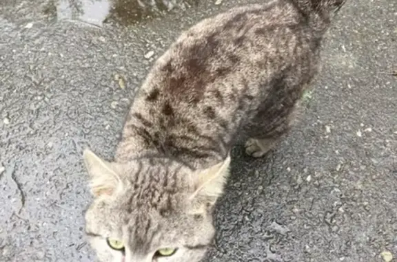 Найдена кошка в Краснодаре на улице Лизы Чайкиной