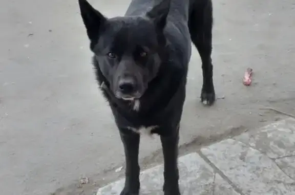 Потерянная собака на Чапаева 3, Петрозаводск