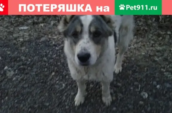 Найдена собака в Пушкино, ищем владельца