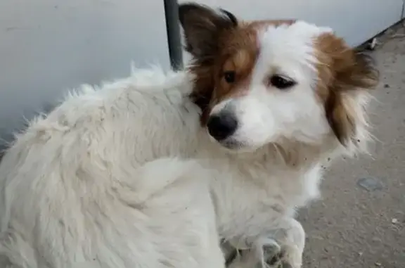 Найдена собака в Волгограде на улице Тулака!
