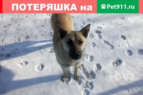 Собака потерялась в Куртуково, Новокузнецкий район