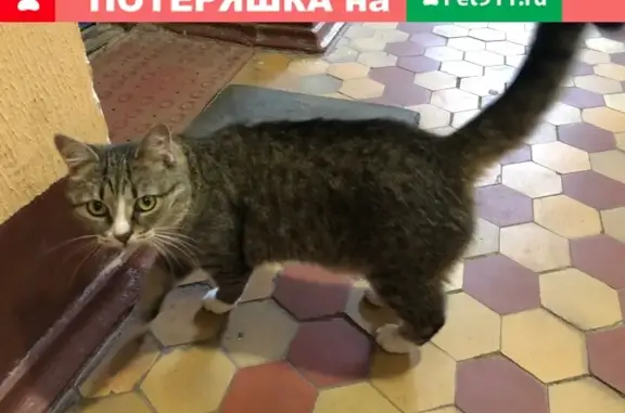 Кошки потеряшки, Москва, фото: Потеряшка кошка в Москве с серым ошейником