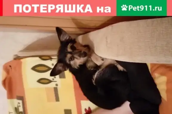 Собаки потеряшки, Тверь, фото: Потеряшка собака в Мамулино, нужна помощь!