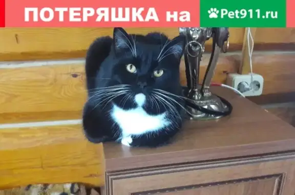 Пропала кошка в Москве, вознаграждение 100%, адрес: СНТ Пахорка, 57