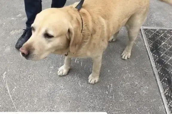 Найдена собака Лабрадор в Ростове-на-Дону