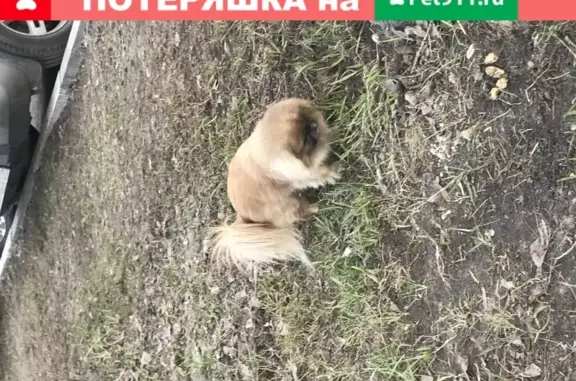 Найдена собака в Люберцах на Октябрьском проспекте