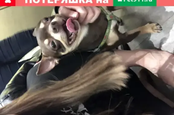 Собака чихуа хуа найдена на Луганской, Москва