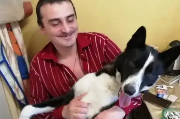 Пропала собака Лайка в д. Ошенево, Московская область