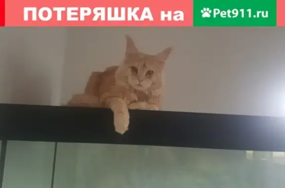 Пропал кот на ул. Гоголя (Батайск) - Силя, вознаграждение.
