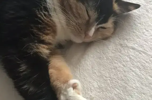 Кошки потеряшки, Москва, фото: Потеряшка трёхцветная кошка на Окской, 22/2