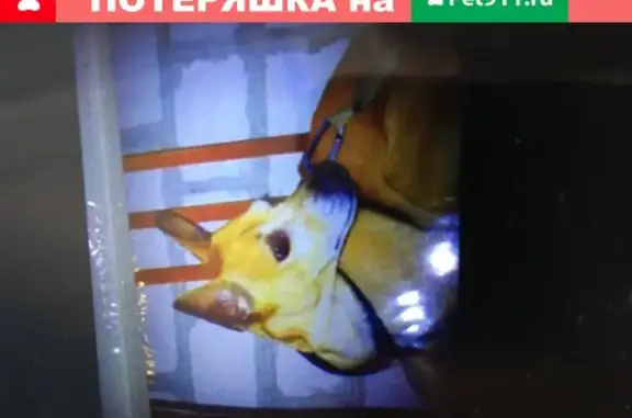 Пропала собака Пинчер в СНТ Мичуринец, Волгоградская область