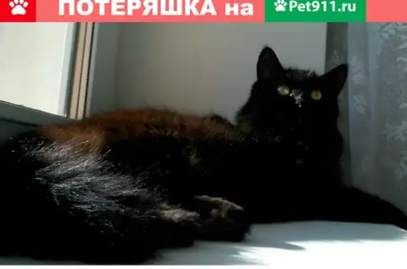Пропала кошка в поселке Константиновка на Центральной улице