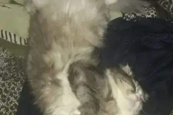 Пропала пушистая сибирская кошка в Грозном, ул. Маяковского, 138