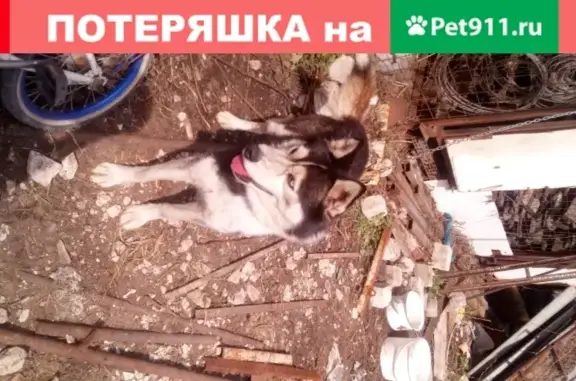 Собаки потеряшки, Липецк, фото: Потеряшка Хаски на пр. Победы, Липецк