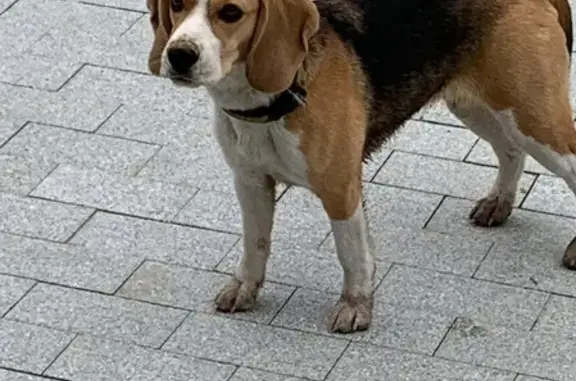 Собака найдена на Чусовском тракте в Екатеринбурге