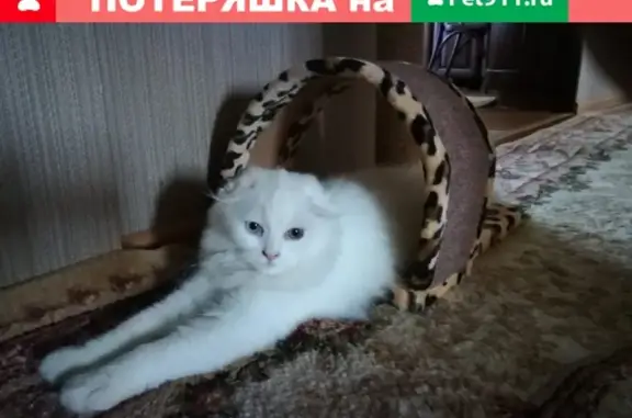 Пропала белая кошка в Казани, Авиастроительный район