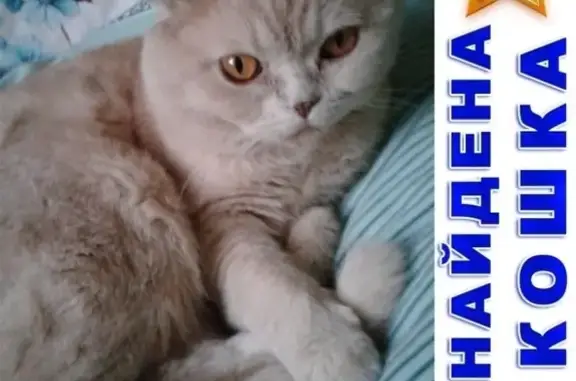 Найден молодой кот породы скоттиш-фолд в Новошахтинске